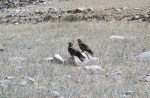 MONGOLIA 40 (HACIA KHOVB) UNA PAREJA DE AGUILAS REALES...