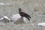 MONGOLIA 40 (HACIA KHOVB) UNA PAREJA DE AGUILAS REALES...
