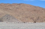MONGOLIA 47 (HACIA KHOVB) UN NOMADA A CABALLO CON SU GANADO