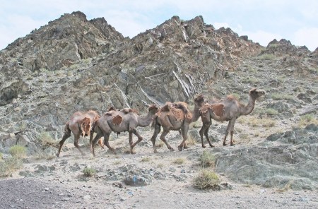 MONGOLIA 64 (SALIENDO DE KHOVD) CAMELLOS PERDIENDO EL PELAJE DE INVIERNO