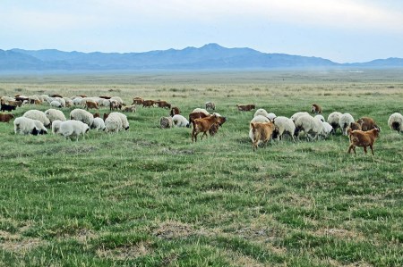 MONGOLIA 74 (EL LAGO KHAR NUUR) LOS PASTOS ALREDEDOR DEL LAGO SON MAGNIFICOS