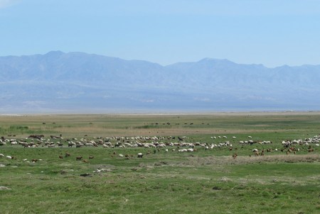 MONGOLIA 78 (POR LA ESTEPA) OVEJAS