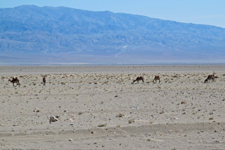 MONGOLIA 88 (POR LA ESTEPA) CAMELLOS EN LA REGION DE YAMBAT 1