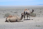 MONGOLIA 89 (POR LA ESTEPA) CAMELLOS EN LA REGION DE YAMBAT 2