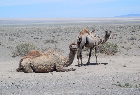 MONGOLIA 89 (POR LA ESTEPA) CAMELLOS EN LA REGION DE YAMBAT 2