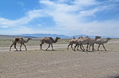MONGOLIA 90 (POR LA ESTEPA) CAMELLOS EN LA REGION DE YAMBAT 3