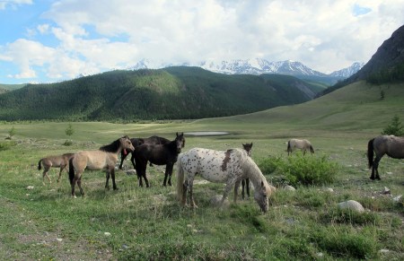 SIBERIA. 1° ENTRADA 40 .(DE CAMINO A KOSH-AGACH) LAS MONTANAS ALTAY, FUERON DECLARADAS PATRIMONIO DE LA HUMANIDAD NATURAL DE LA UNESCO EN EL AÑO 199