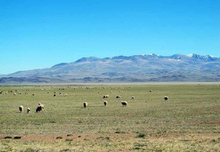 SIBERIA. 1° ENTRADA 59. (HACIA TASHANTA) EL PAISAJE VIENE MUY ARIDO