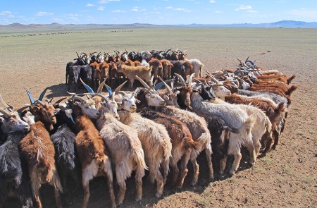 MONGOLIA 168 (GOBI-HACIA GUCHIN US) REUNEN LAS CABRAS POR GRUPOS, PARA ORDEÑARLAS