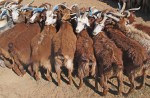 MONGOLIA 169 (GOBI-HACIA GUCHIN US) MANTIENEN QUIETOS A LOS ANIMALES ENTRELAZANDOLOS POR LOS CUERNOS, SIN NECESIDADS DE CUERDAS