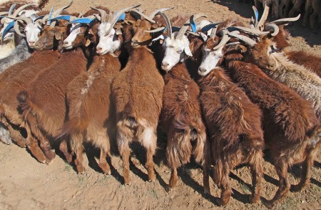 MONGOLIA 169 (GOBI-HACIA GUCHIN US) MANTIENEN QUIETOS A LOS ANIMALES ENTRELAZANDOLOS POR LOS CUERNOS, SIN NECESIDADS DE CUERDAS