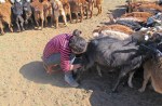 MONGOLIA 170 (GOBI-HACIA GUCHIN US) UNA JOVEN ORDEÑANDO...