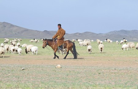 MONGOLIA 175 (GOBI-HACIA GUCHIN US) LOS CABALLOS MONGOLES SUELEN SER DE TALLA MUY PEQUEÑA