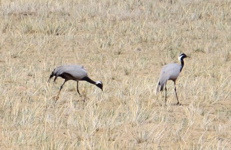 MONGOLIA 176 (GOBI-HACIA GUCHIN US) UNA PAREJA DE GRULLAS DAMISELAS MIDEN ENTRE 80 Y 100 CM. DE LONGITUD Y TIENEN UNA ENVERGADURA 160 A 200 CM.