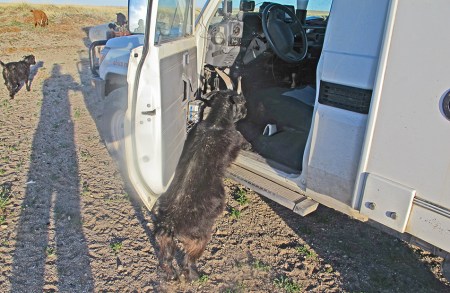 MONGOLIA 187 (GOBI- GUCHIN US) ESTA PARECE QUE QUIERE ROBARNOS EL COCHE