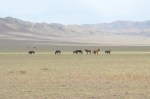 MONGOLIA 228 (GOBI- DE BOGD SUM A BULGAN) DONDE EL TERRENO ES MENOS ARIDOS SE VEN CABALLOS