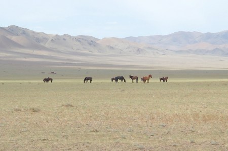 MONGOLIA 228 (GOBI- DE BOGD SUM A BULGAN) DONDE EL TERRENO ES MENOS ARIDOS SE VEN CABALLOS