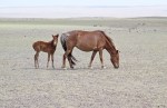 MONGOLIA 229 (GOBI- DE BOGD SUM A BULGAN) UNA YEGUA CON SU CRIA
