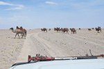 MONGOLIA 231 (GOBI- DE BOGD SUM A BULGAN) UN RARO ENCUENTRO CON CAMELLOS SALVAJES