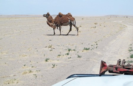 MONGOLIA 232 (GOBI- DE BOGD SUM A BULGAN) UN CAMELLO SALVAJE, O CAMELLO BACTRIANO SALVAJE, (CAMELUS FERUS)