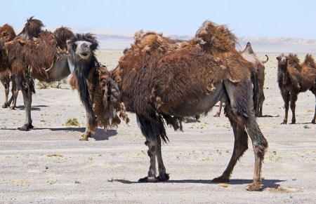 MONGOLIA 235 (GOBI- DE BOGD SUM A BULGAN) SOPORTAN TEMPERATURAS DE HASTA −43 °C. EN INVIERNO , Y MÁS DE 55 °C AL SOL EN VERANO