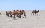 MONGOLIA 236 (GOBI- DE BOGD SUM A BULGAN) SI NO ENCUENTRAN AGUA DULCE, PUEDEN BEBER AGUA DE CHARCAS, CON UN CONTENIDO DE SAL MAS ELEVADO QUE EL AGUA DE MAR