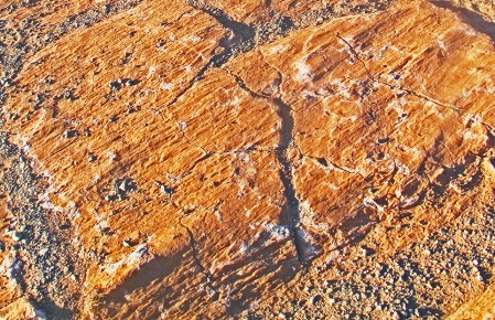 MONGOLIA 258 (BAYANZAG) TROZO DE ARBOL PETRIFCADO