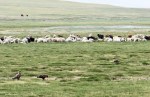 MONGOLIA 278 (HACIA UVURKHUSHUUT) EN ESTA EPOCA LAS RAPAZES SIGUEN LOS REBANOS, PARA COMER LOS DEPOJOS DE LOS PARTOS Y ALGUNA CRIA