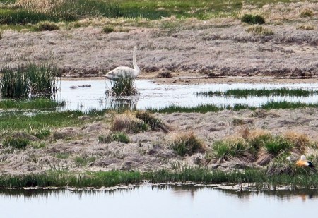 MONGOLIA 279 (HACIA UVURKHUSHUUT) EN LOS HUMEDALES SE VEN MUCHAS AVES, UN CISNE DE BEWICK CON SUS CRIAS, ABAJO A LA DERECHA UN PATO INCUBANDO