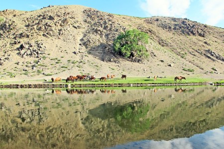 MONGOLIA 362 (KARAKORUM) UNO DE LOS RAROS ARBOLES EN EL RIO ORKHON