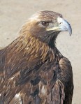 MONGOLIA 368 (KARAKORUM) EL AGUILA REAL (AQUILA CHRYSAETOS,) UNA DE LAS AVES DE PRESA MAS CONOCIDAS Y DISTRIBUIDAS POR EL MUNDO, ESPECIALMENTE EN ASIA CENTRAL