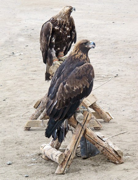 MONGOLIA 375 (KARAKORUM) EL AGUILA REAL, ES MONOGAMA SE SUELE EMPAREJAR DE POR VIDA