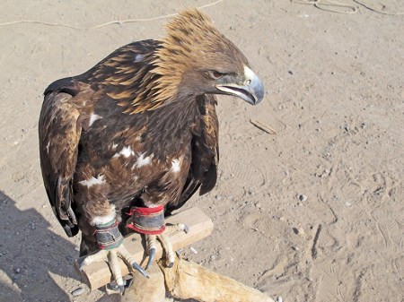 MONGOLIA 378 (KARAKORUM) EL AGUILA REAL, POSEE FUERTES PATAS TERMINADAS EN GARRAS BIEN DESARROLLADAS, PICO GANCHUDO Y UNA GRAN GRAN FUERZA