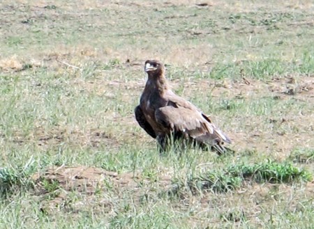 MONGOLIA 380 (KARAKORUM) EL AGUILA REAL, FOTO EN ESTADO SALVAJE