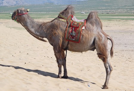 MONGOLIA 386 (CERCA DE LAS DUNAS ELSEN TASARKHAI) UN CAMELLO ENGALANADO