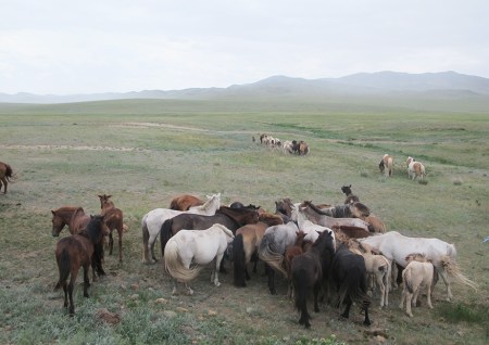 MONGOLIA 397 (EL GRAN VALLE DEL RIO TUUL) EN LA ESTEPA, LOS CABALLOS SE AGRUPAN EN CIRCULOS 2