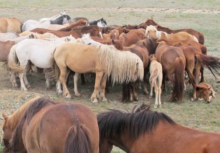MONGOLIA 398 ( (EL GRAN VALLE DEL RIO TUUL) EN LA ESTEPA, LOS CABALLOS SE AGRUPAN EN CIRCULOS 3