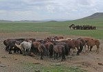 MONGOLIA 399 ( (EL GRAN VALLE DEL RIO TUUL) EN LA ESTEPA, LOS CABALLOS SE AGRUPAN EN CIRCULOS 4