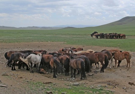 MONGOLIA 399 ( (EL GRAN VALLE DEL RIO TUUL) EN LA ESTEPA, LOS CABALLOS SE AGRUPAN EN CIRCULOS 4