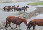 MONGOLIA 401 (EL RIO TUUL, UN PARAISO PARA EL CABALLO) 1