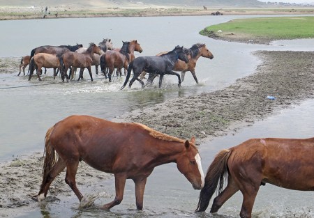 MONGOLIA 401 (EL RIO TUUL, UN PARAISO PARA EL CABALLO) 1