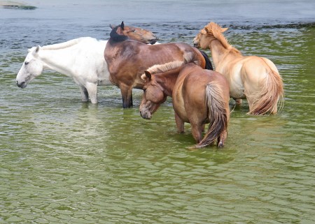 MONGOLIA 402 (EL RIO TUUL, UN PARAISO PARA EL CABALLO) 2