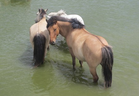 MONGOLIA 403 (EL RIO TUUL, UN PARAISO PARA EL CABALLO) 3