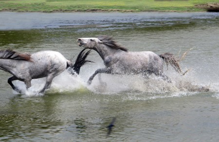 MONGOLIA 405 (EL RIO TUUL, UN PARAISO PARA EL CABALLO) 5