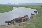 MONGOLIA 406 (EL RIO TUUL, UN PARAISO PARA EL CABALLO)&nbsp;6