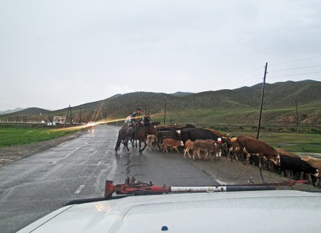 MONGOLIA 449 (HACIA EL MONASTERIO DE AMARBAYASGALANT) EL GANADO TIENE LA PRIORIDAD, COMO EN TODA MONGOLIA PRIORIDAD