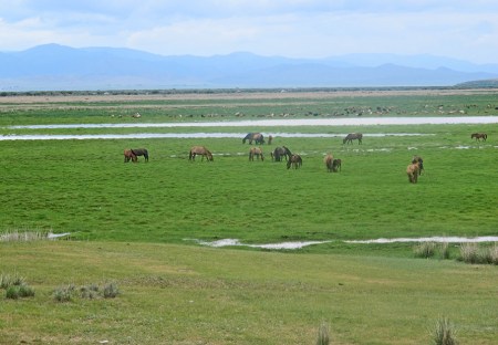 MONGOLIA 519 (HACIA DARHAN) CABALLOS EN EL VALLE DE IVEN Y EL RIO SELENGE
