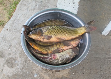 MONGOLIA 520 (HACIA DARHAN) CARPAS FRESCAS DEL RIO ORKHON