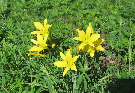 SIBERIA 2°, 114 (P0R EL OBLAST DE IRKUTST) ... CON UNA PRECIOSA FLORA FAUNA