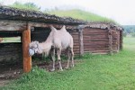 SIBERIA 2°, 88 (P0BLADO DE TALTSY) COBERTIZOS PARA GANADO AL LADO DE LA YURTAS OCTOGONALES